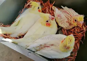 টেম সাইজ রেড আই কোকাটেল বেবি