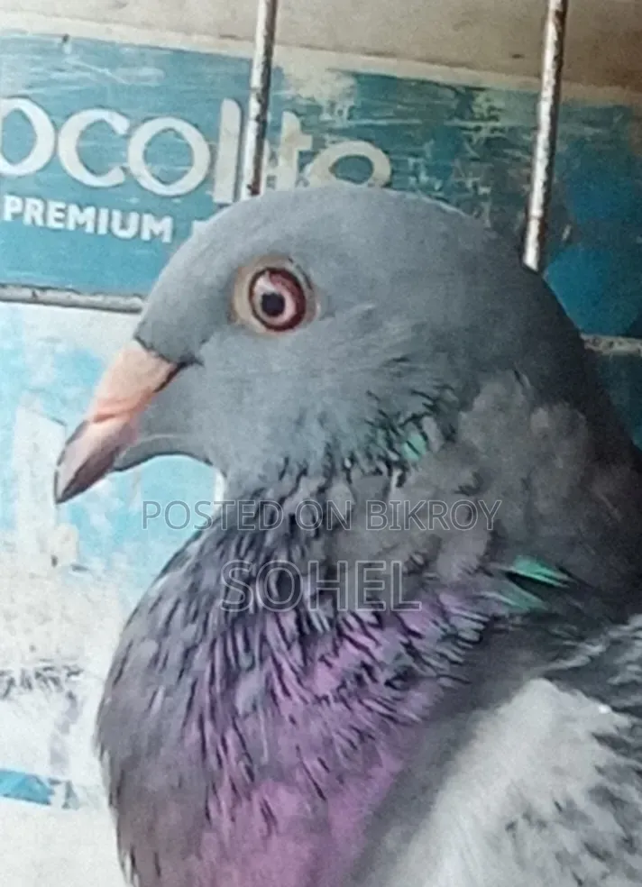 মাকসি দোপাস নর
