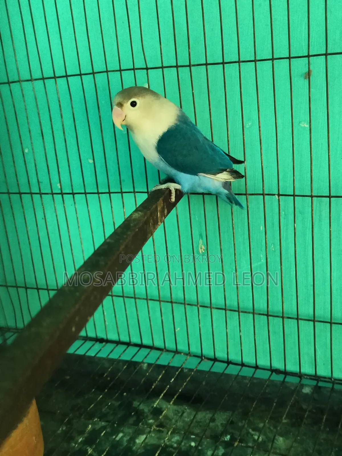 Male Violate Fisher Lovebird
