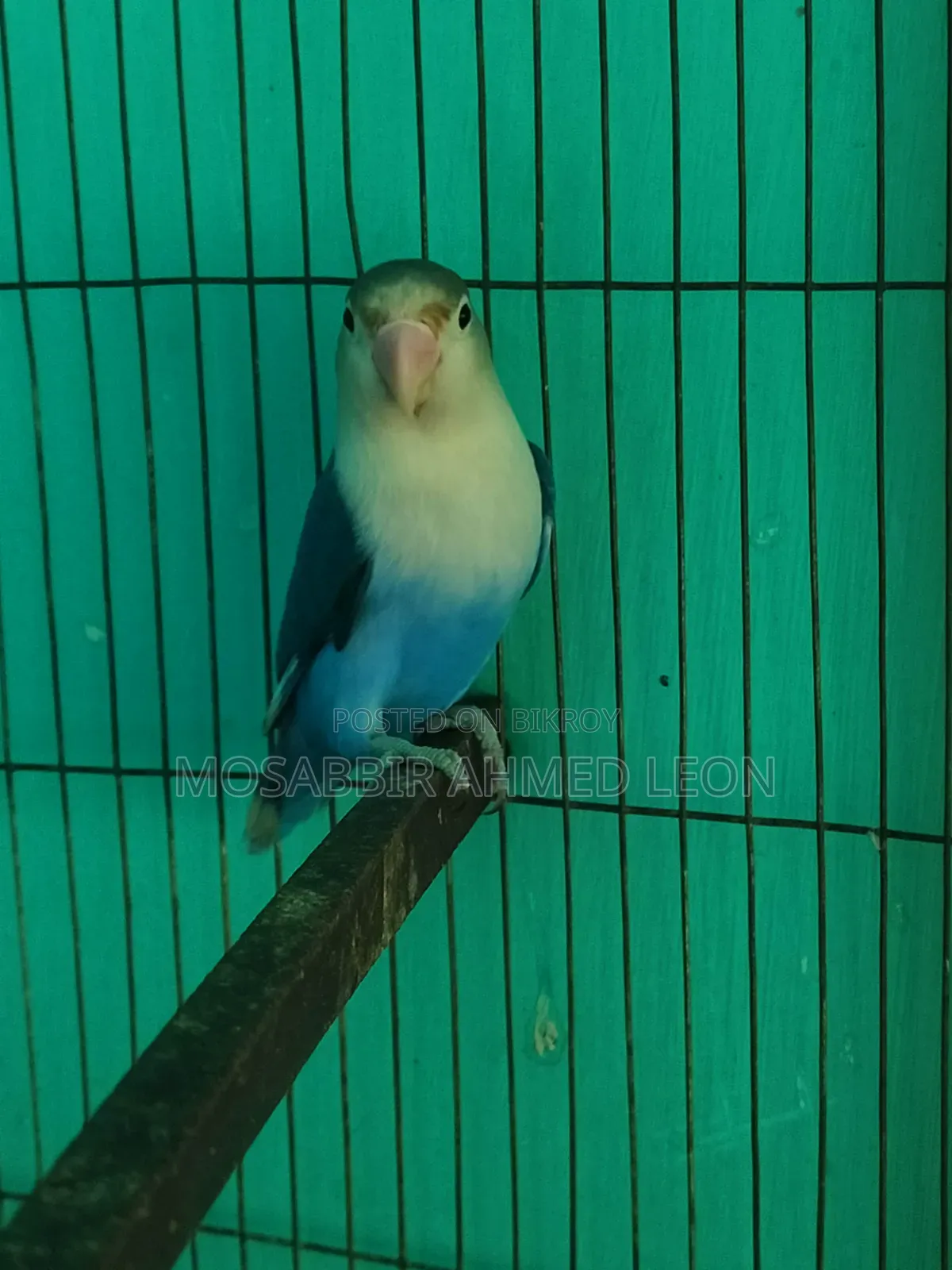 Male Violate Fisher Lovebird