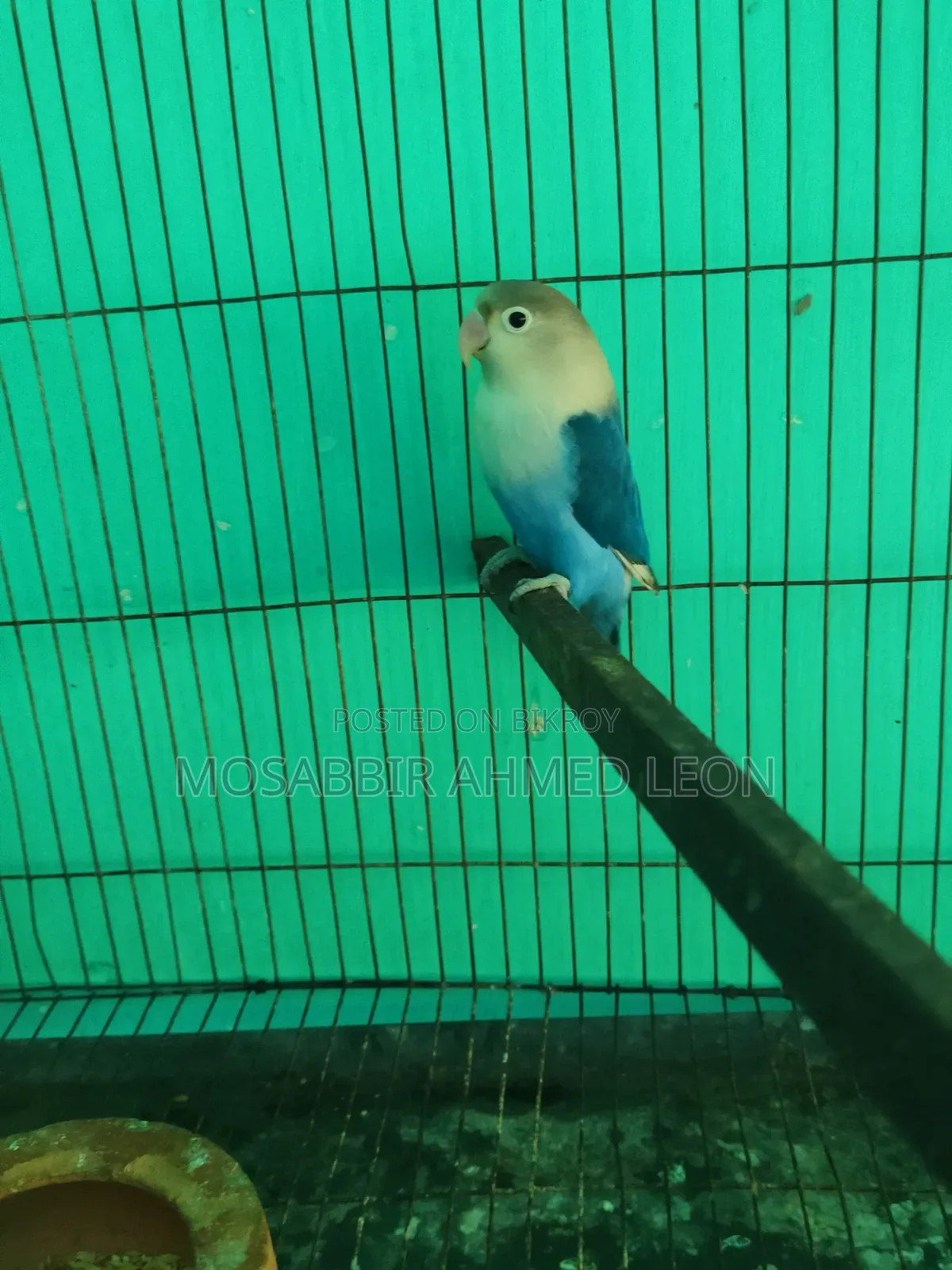Male Violate Fisher Lovebird
