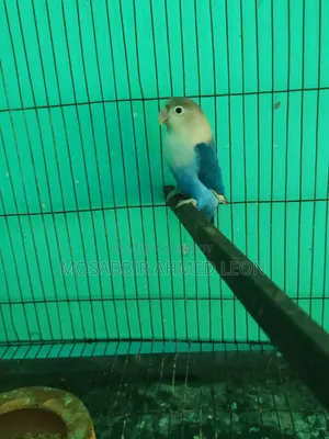 Male Violate Fisher Lovebird