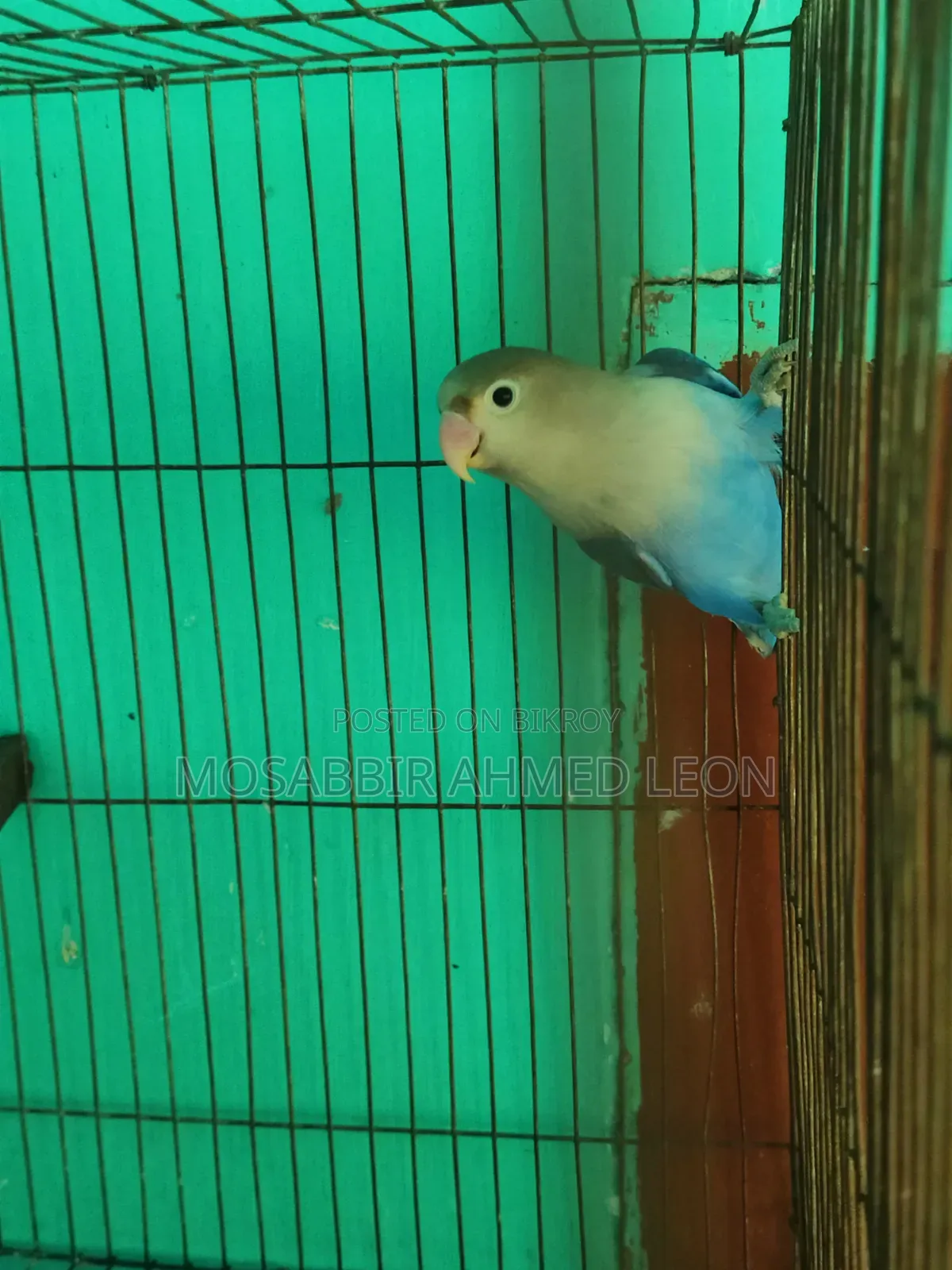 Male Violate Fisher Lovebird
