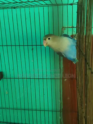 Male Violate Fisher Lovebird