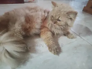 ১+ বছরের পুরুষ মিশ্র জাতের পার্সিয়ান