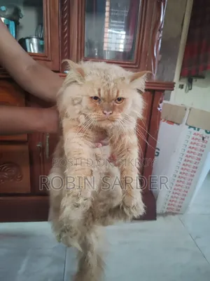 ১+ বছরের পুরুষ মিশ্র জাতের পার্সিয়ান