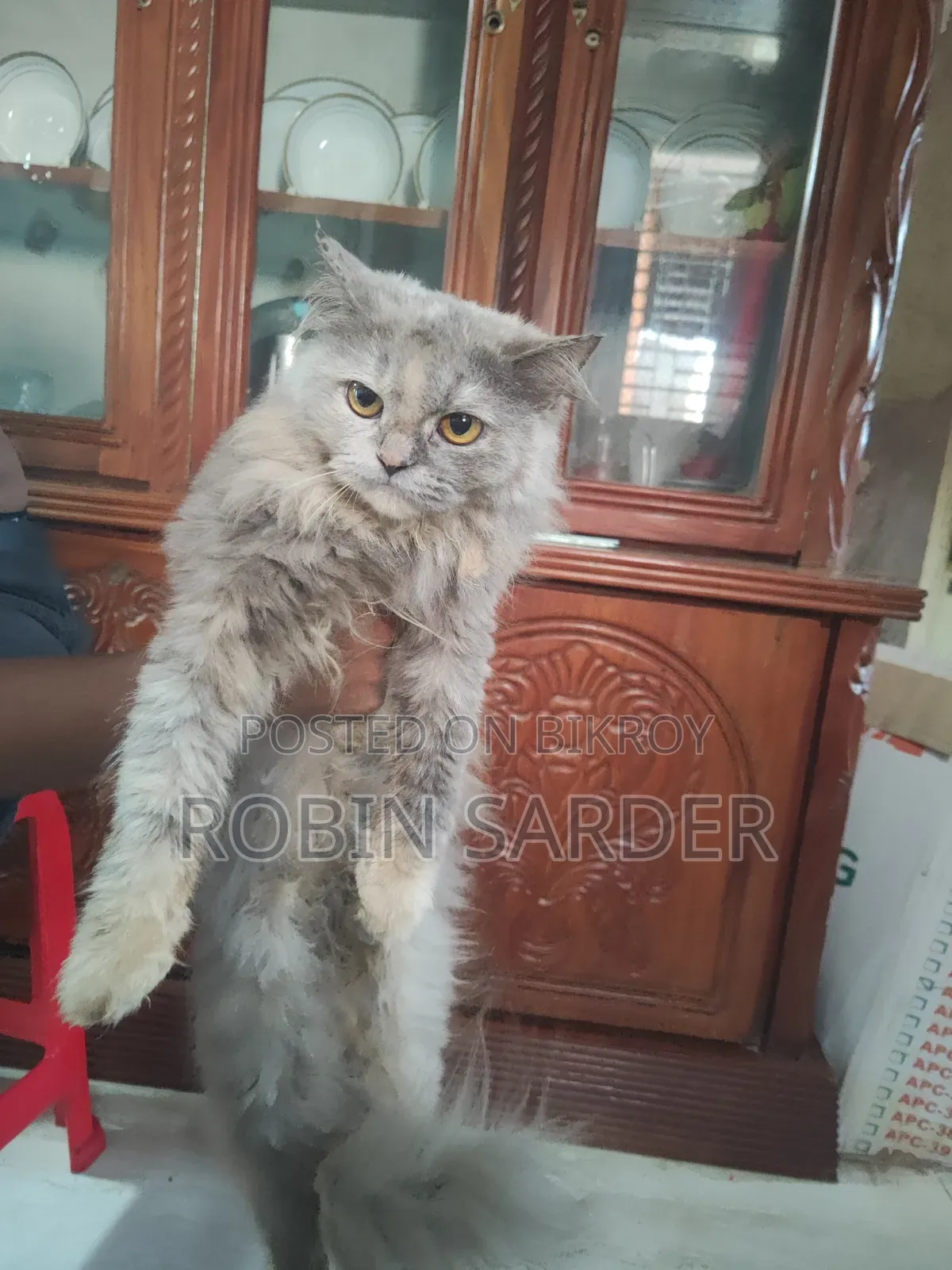 ১+ বছরের স্ত্রী খাঁটি পার্সিয়ান