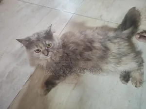 ১+ বছরের স্ত্রী খাঁটি পার্সিয়ান