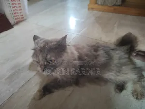 ১+ বছরের স্ত্রী খাঁটি পার্সিয়ান