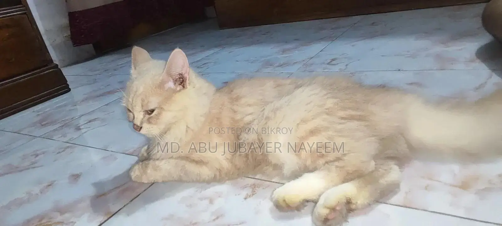 ৩-৬ মাসের ফিমেল পিউরব্রেড মংগ্রেল (নো ব্রিড)