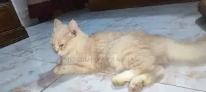 ৩-৬ মাসের ফিমেল পিউরব্রেড মংগ্রেল (নো ব্রিড)