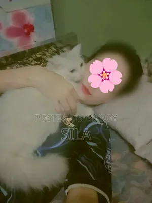 ১-৩ মাসের ফিমেল মিক্সড ব্রিড পার্সিয়ান