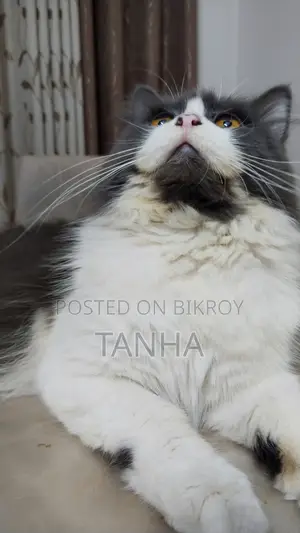 ১+ বছরের পুরুষ খাঁটি পার্সিয়ান বিড়াল