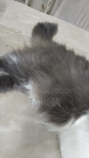 ১+ বছরের পুরুষ খাঁটি পার্সিয়ান বিড়াল