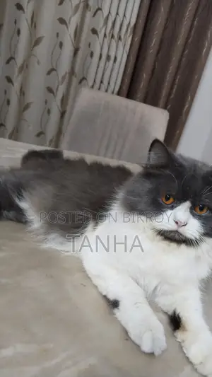 ১+ বছরের পুরুষ খাঁটি পার্সিয়ান বিড়াল