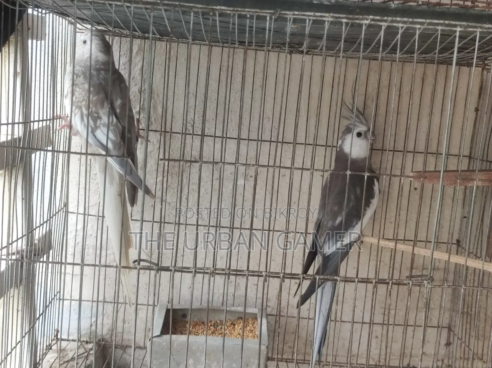 ব্রীডিং জোড়া বাজিমর বিক্রি হবে।