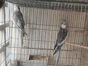 ব্রীডিং জোড়া বাজিমর বিক্রি হবে।