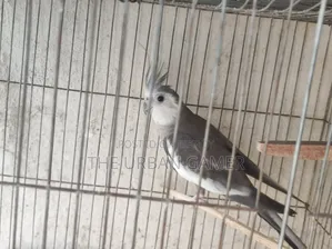 ব্রীডিং জোড়া বাজিমর বিক্রি হবে।