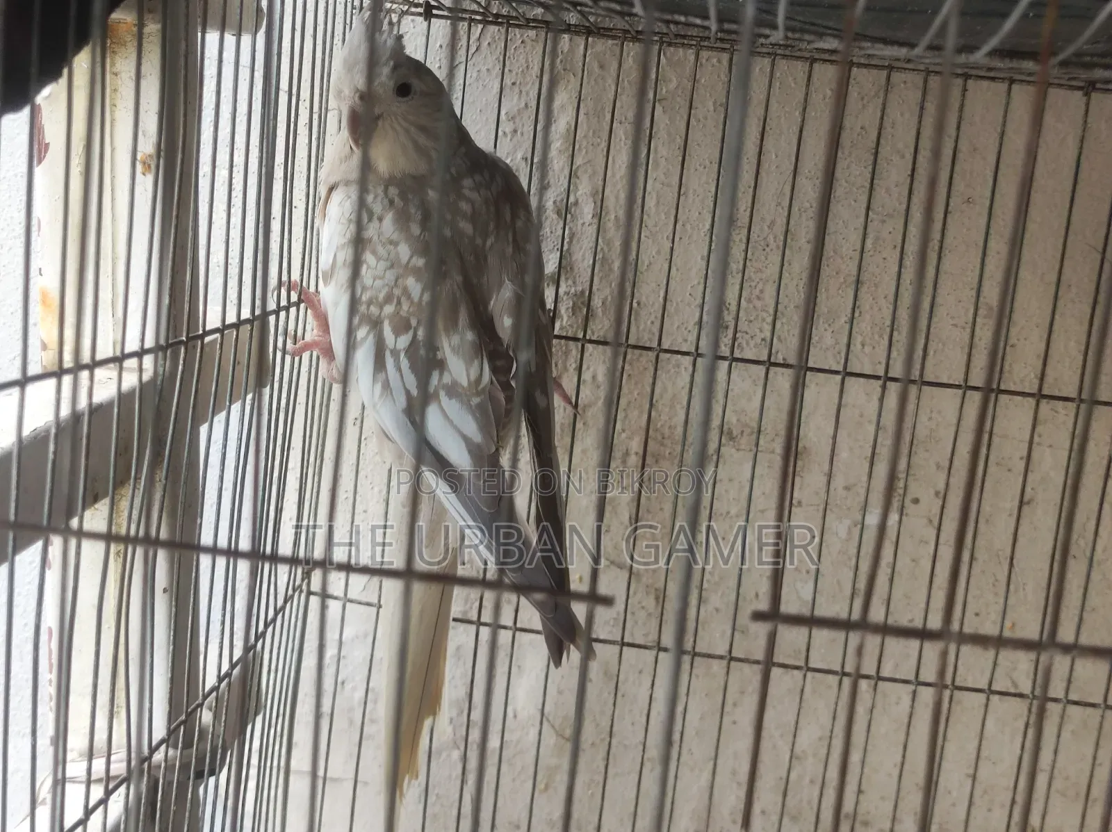 ব্রীডিং জোড়া বাজিমর বিক্রি হবে।