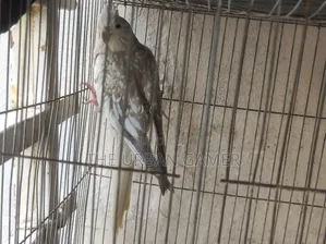 ব্রীডিং জোড়া বাজিমর বিক্রি হবে।