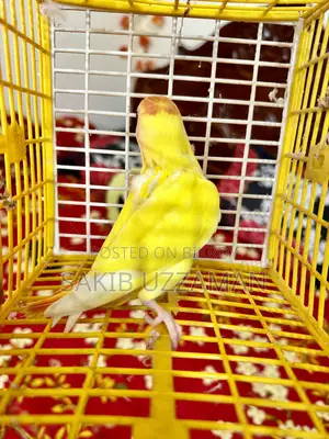Love Bird Pakhi