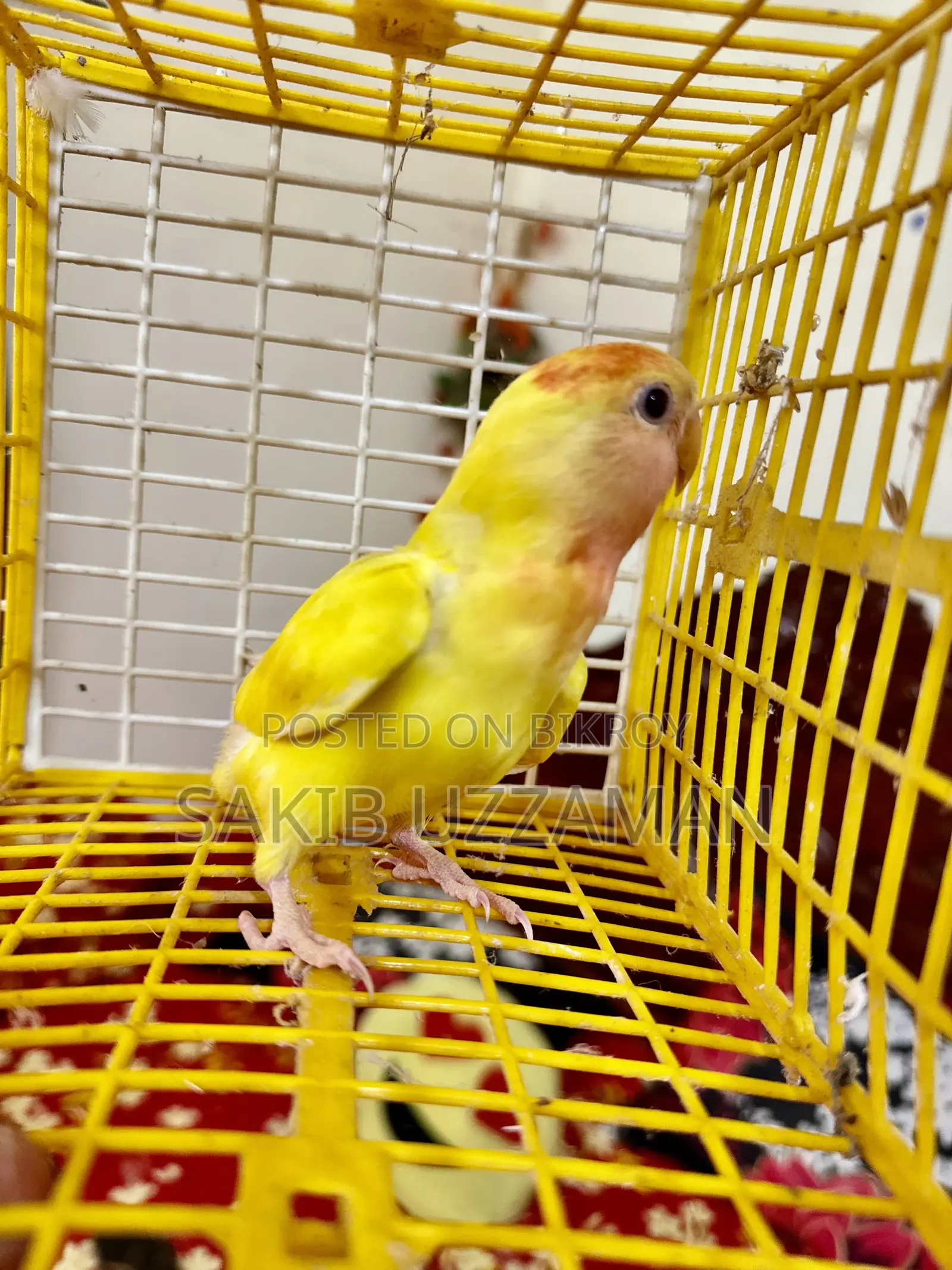 Love Bird Pakhi