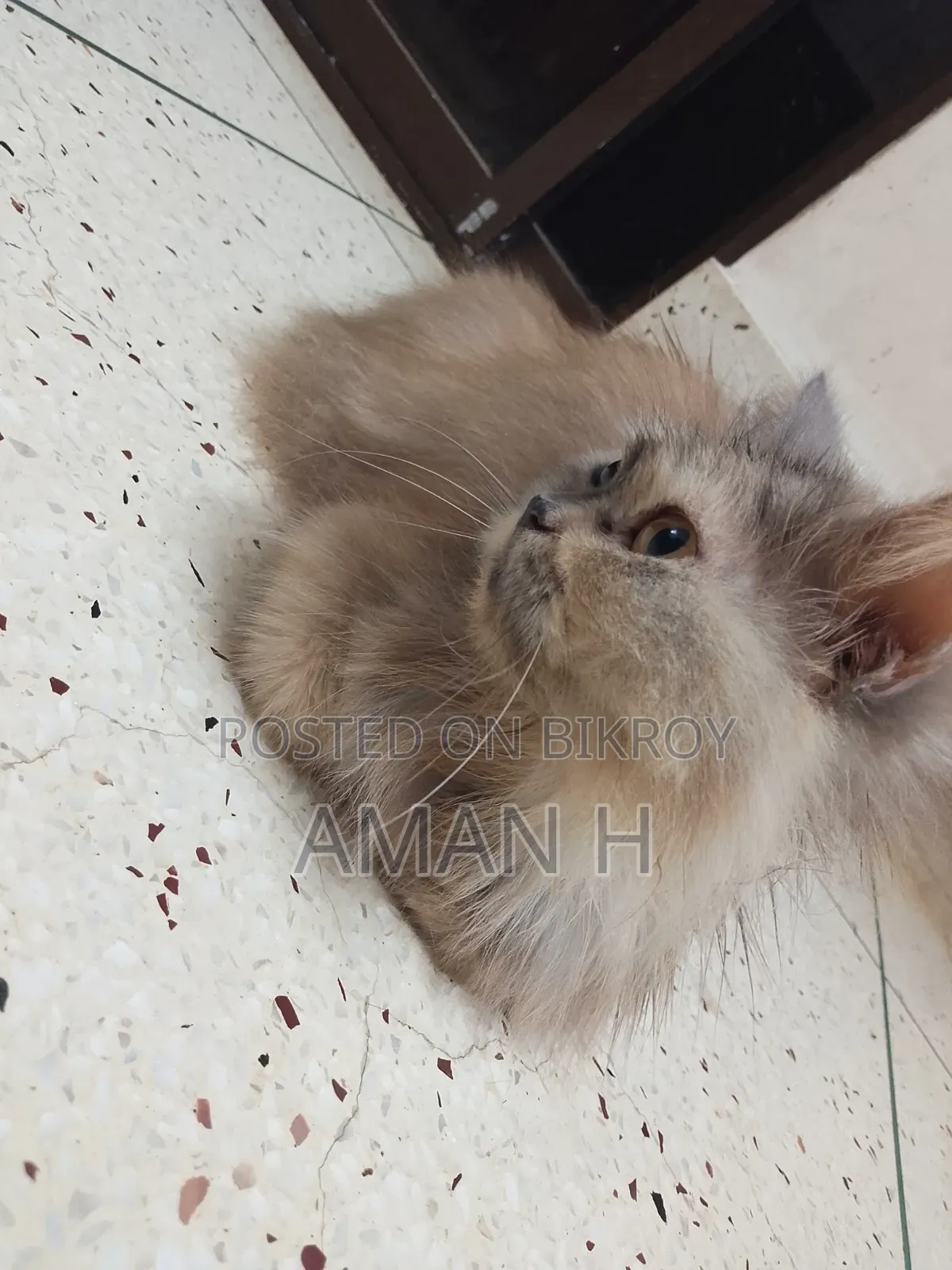 ১+ বছরের ফিমেল পিওরব্রেড পার্সিয়ান