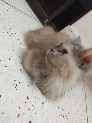 ১+ বছরের ফিমেল পিওরব্রেড পার্সিয়ান