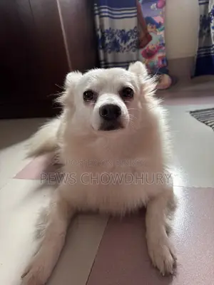 1+ year Female Purebred Japanese Spitz
