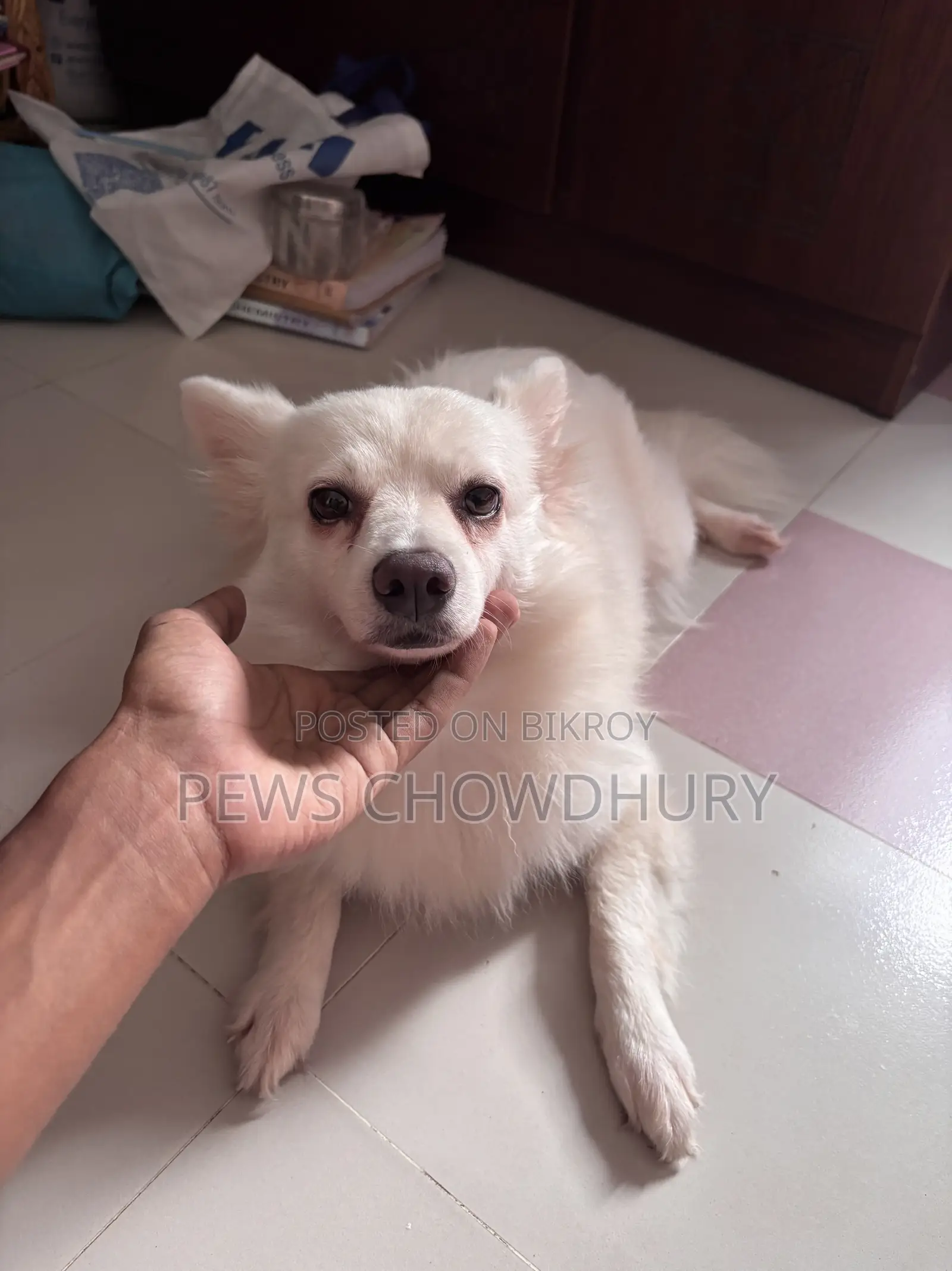 1+ year Female Purebred Japanese Spitz