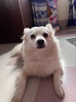 1+ year Female Purebred Japanese Spitz