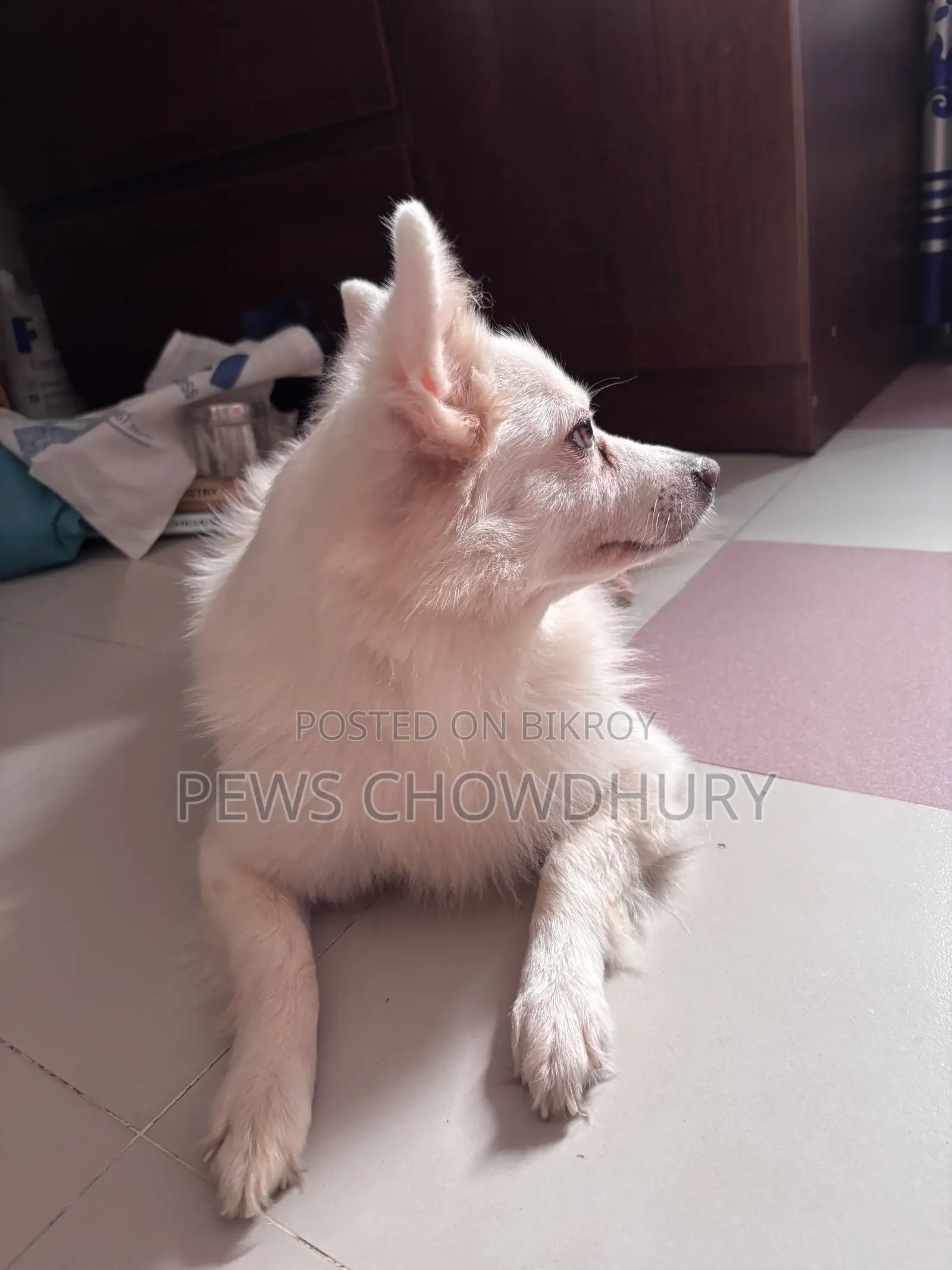 1+ year Female Purebred Japanese Spitz