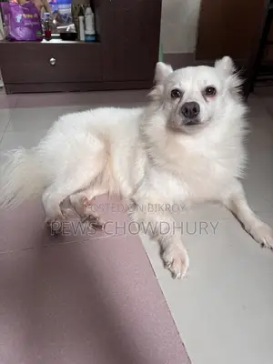 1+ year Female Purebred Japanese Spitz
