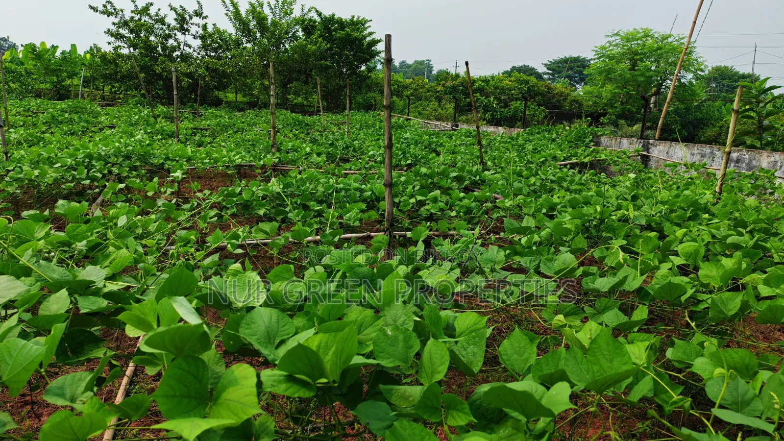 ৪০ ফিট রোডের সাথে পূর্বমুখী ৫ কাঠা প্লট বিক্রি করা হবে
