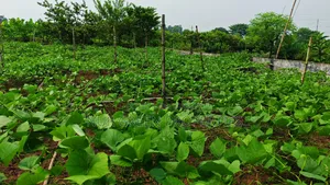৪০ ফিট রোডের সাথে পূর্বমুখী ৫ কাঠা প্লট বিক্রি করা হবে