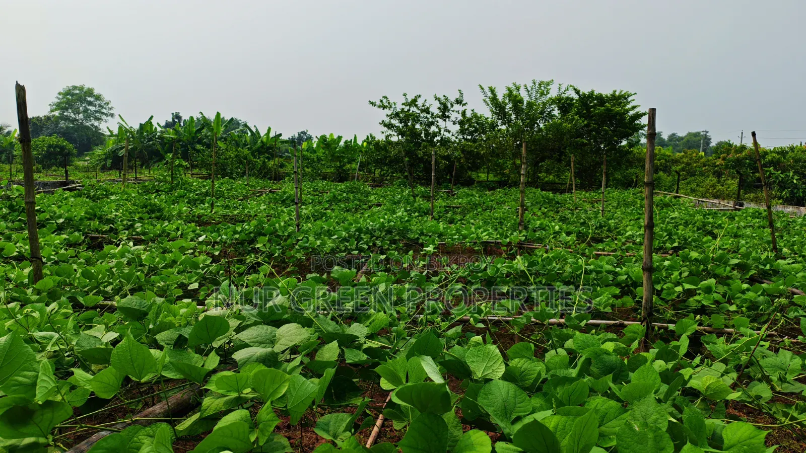 ৪০ ফিট রোডের সাথে পূর্বমুখী ৫ কাঠা প্লট বিক্রি করা হবে