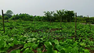 ৪০ ফিট রোডের সাথে পূর্বমুখী ৫ কাঠা প্লট বিক্রি করা হবে