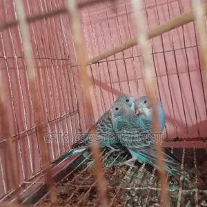 বাজিগর বাচ্চা তিন