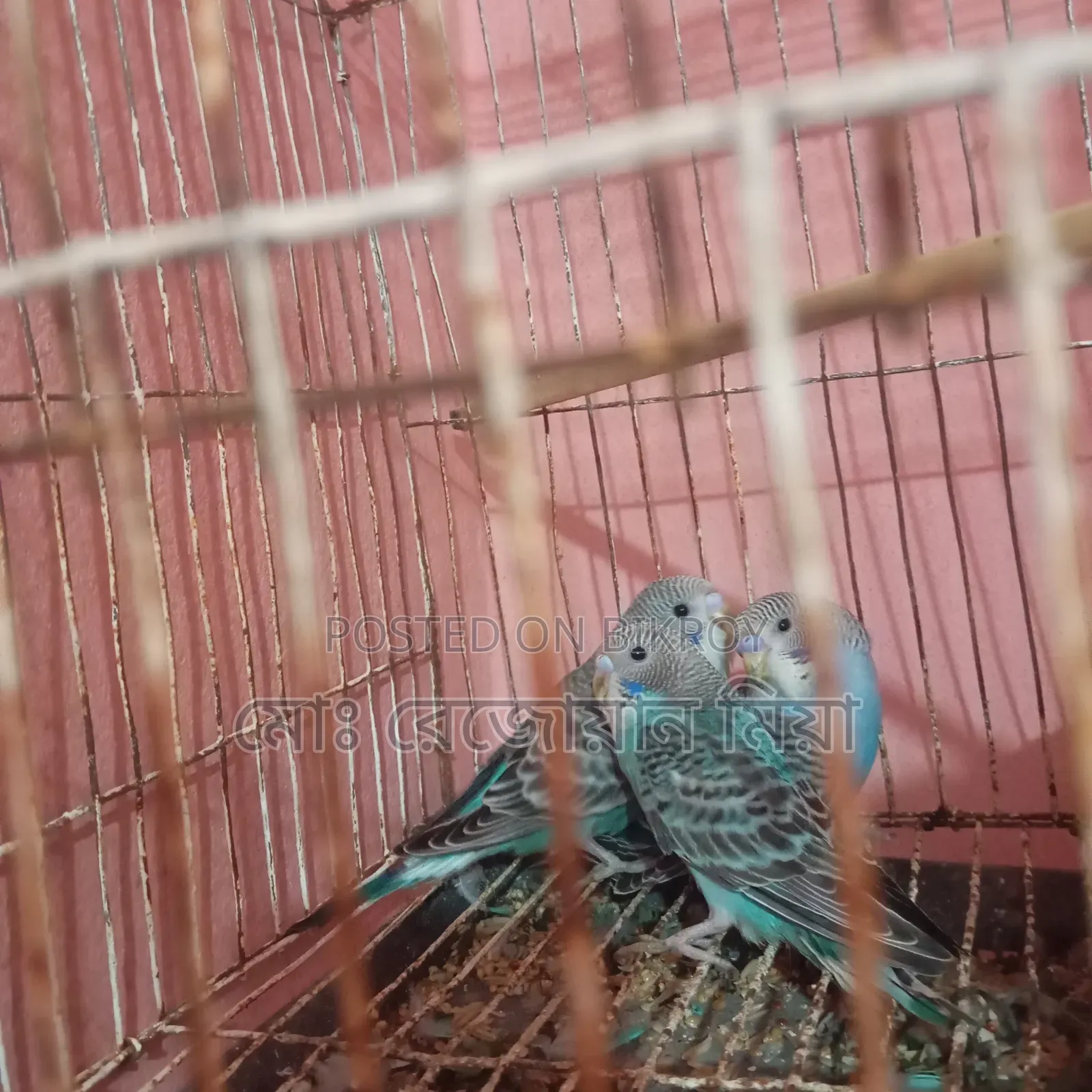 বাজিগর বাচ্চা তিন