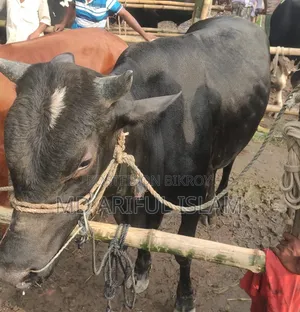 Cow weighing 10 mon for sale