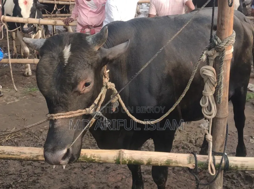 Cow weighing 10 mon for sale