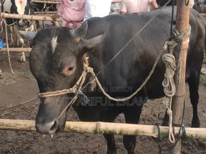 Cow weighing 10 mon for sale