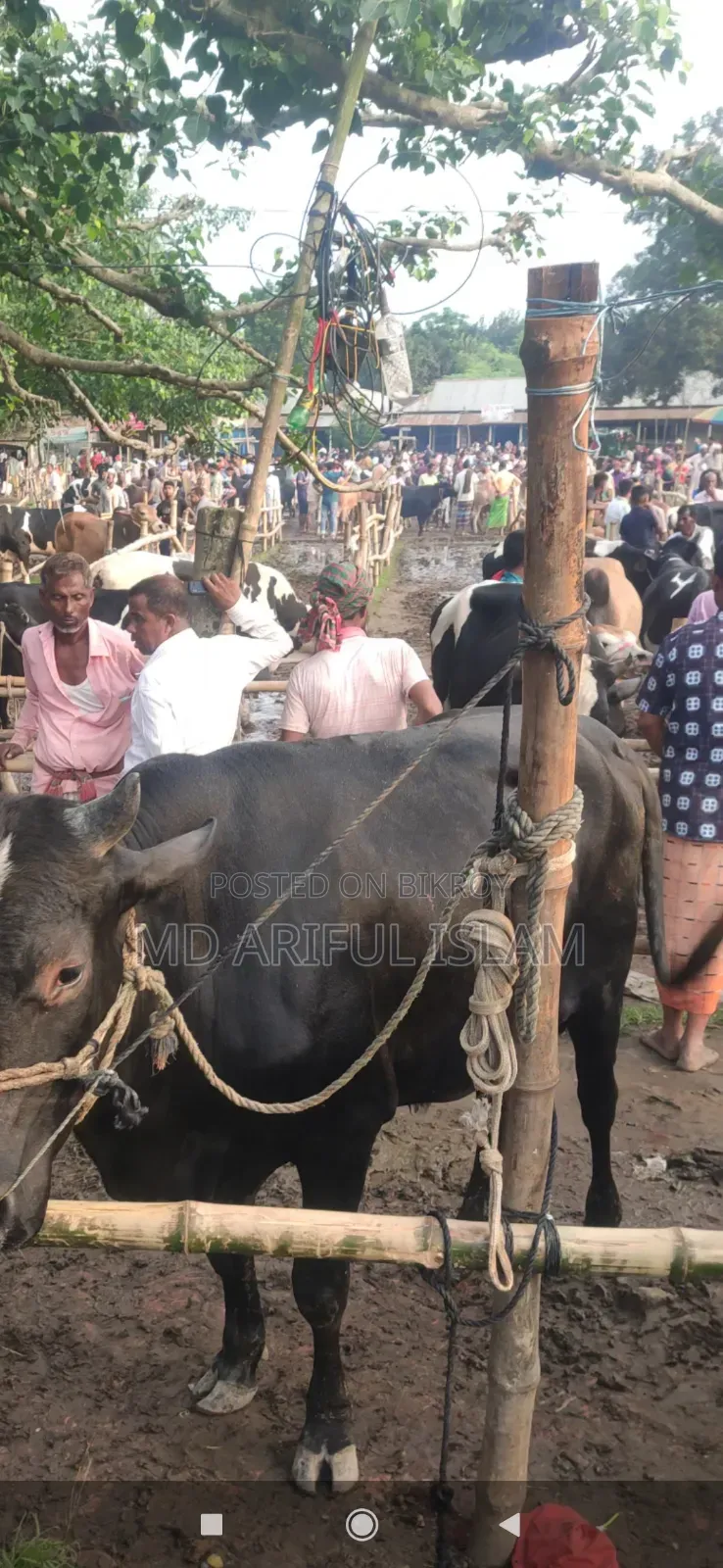Cow weighing 10 mon for sale