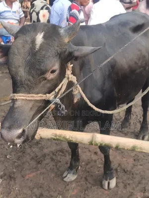 Cow weighing 10 mon for sale