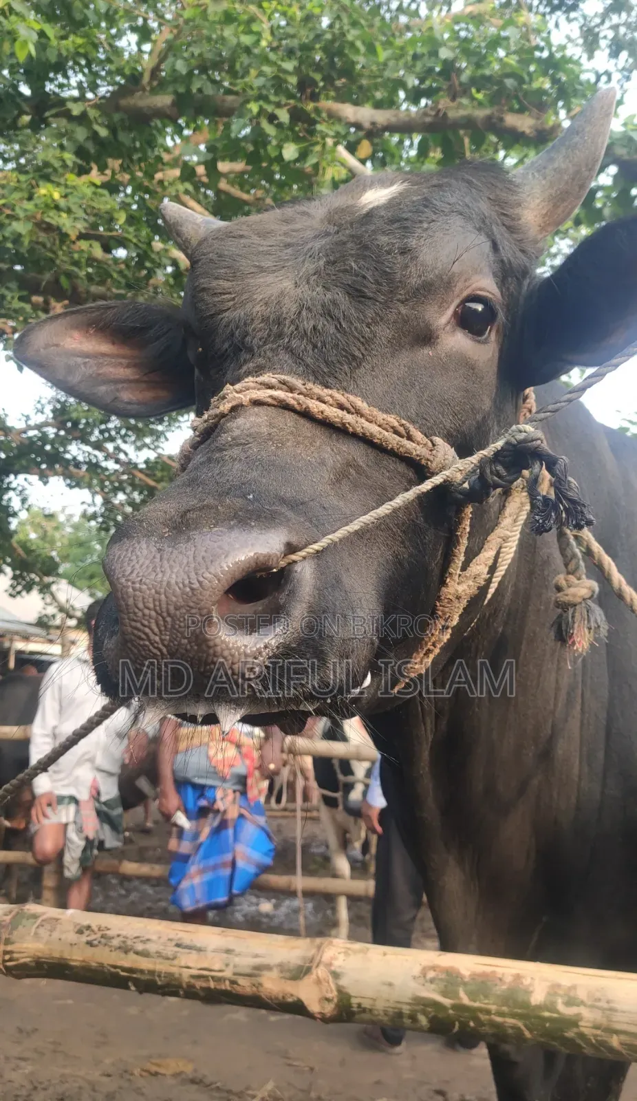 Cow weighing 10 mon for sale