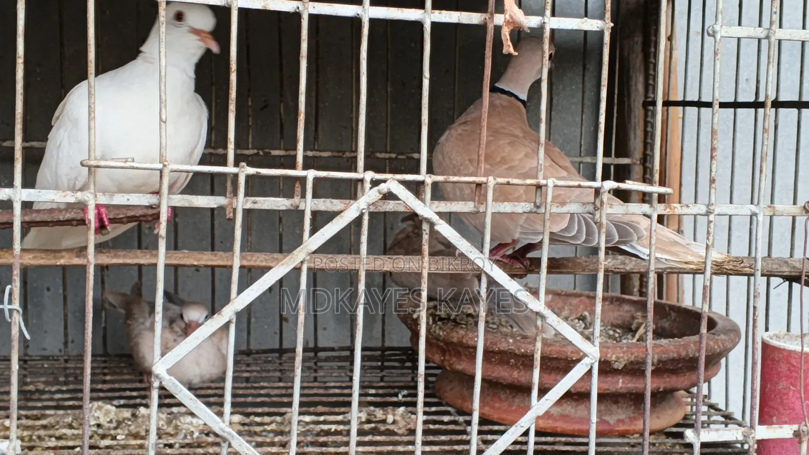 Dove with chicks