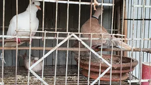 Dove with chicks