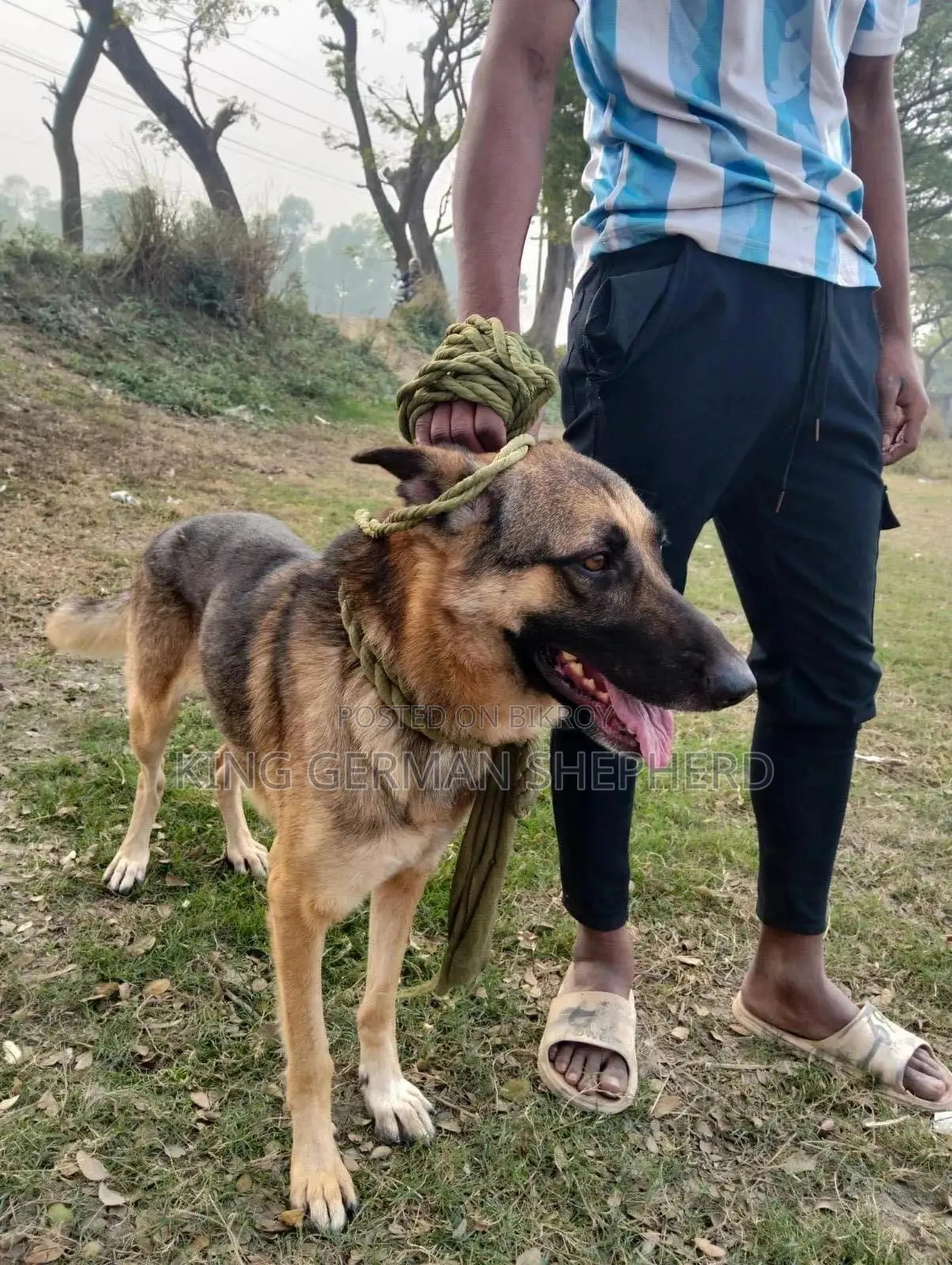 1+ year Female Purebred German Shepherd