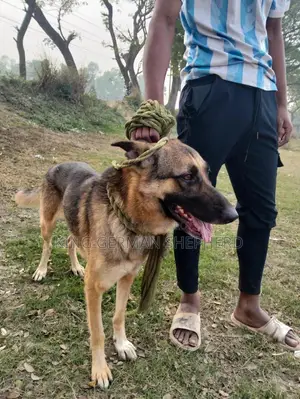 1+ year Female Purebred German Shepherd
