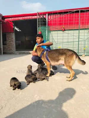 1+ year Female Purebred German Shepherd